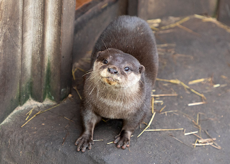 Asian Short-Clawed Otter