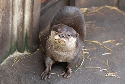 Twix, Otters