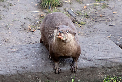 Otter