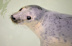 Piglet, Rescued Seal Pup - December  2019