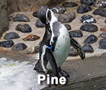 Pine