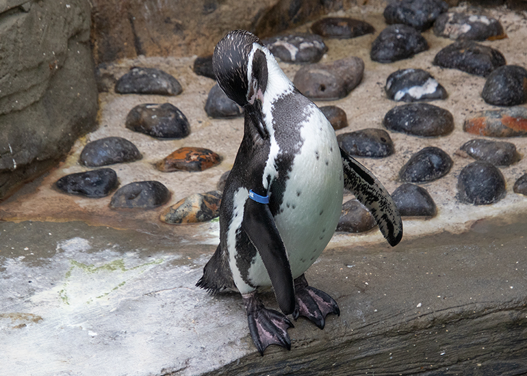 Pine - Humboldt Penguin