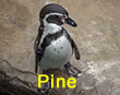 Pine - Purple Tag - Penguin