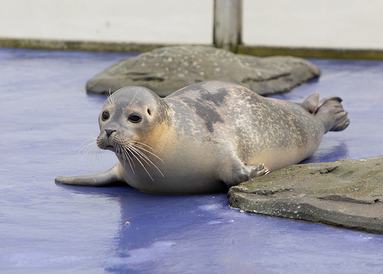 Hunstanton Sea Life