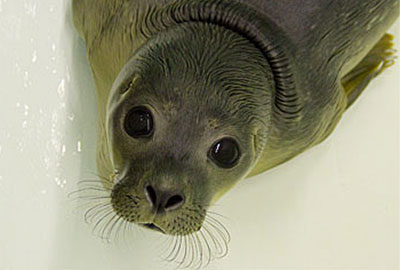 Pippa at the Hunstanton SEA LIFE