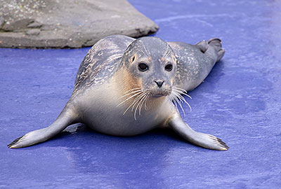 Pippa at the Hunstanton SEA LIFE - November 2018