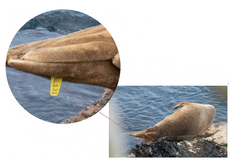 Pippi Longstocking - Photo Credit - Duncan Kenny - The Seal Project - Devon