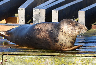 Pippi Longstocking - Photo Credit - Sarah Greenslade of The Seal Project - Devon