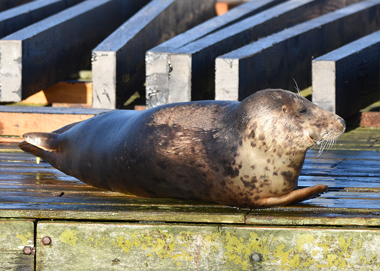 Pippi Longstocking - Photo Credit - Sarah Greenslade - The Seal Project Research and Conservation