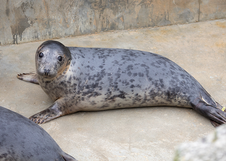 Pippi Longstocking, rescued seal pup