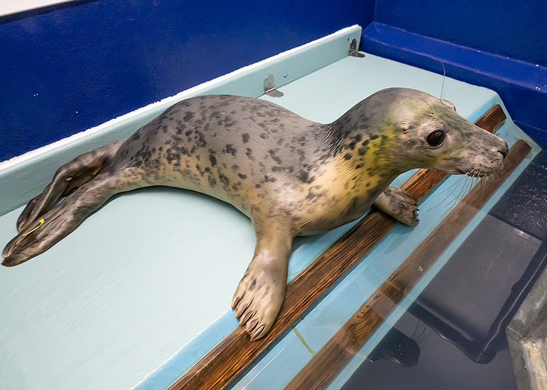 Pippi Longstocking, rescued seal pup