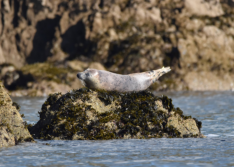 Pippi Longstocking - Photo Credit - The Seal Project Research and Conservation