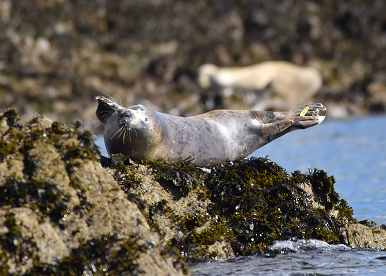 Pippi Longstocking - Photo Credit - The Seal Project Research and Conservation