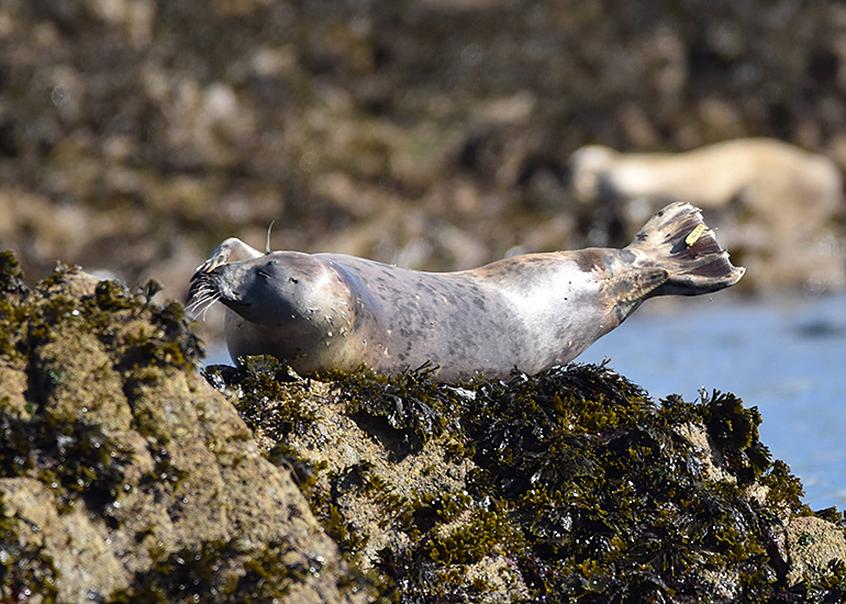 Pippi Longstocking - Photo Credit - The Seal Project Research and Conservation