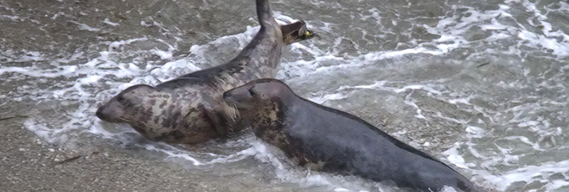 Pippin - Photo Credit : Kerstin Hartmann