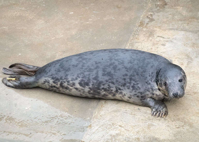 Pippin, rescued seal pup