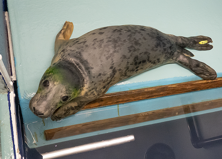 Pippi Longstocking, rescued seal pup