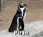 Piran