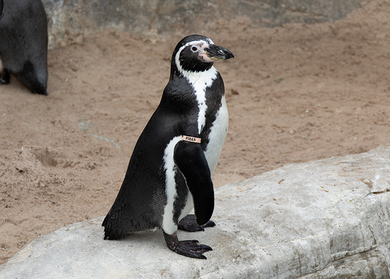 Piran - Humboldt Penguin