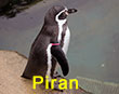 Piran - Pink Tag - Penguin