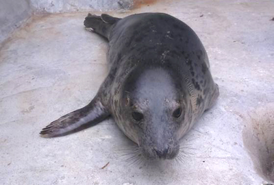 Piranha - Photo by Claire Fraser