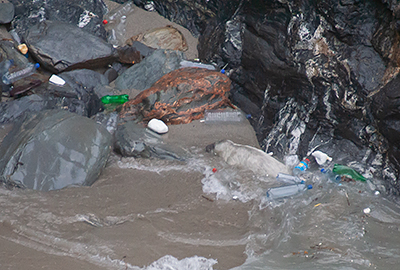 Seal pup surrounded by plastic bottles