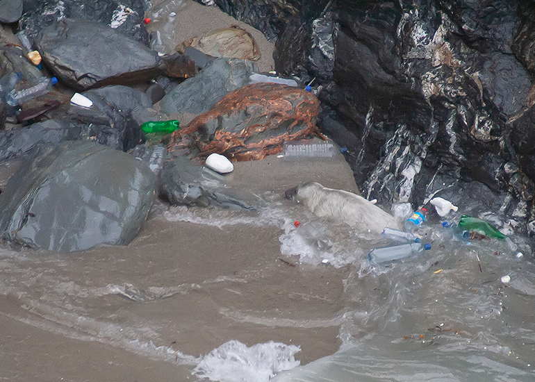 Pollution in our Seas