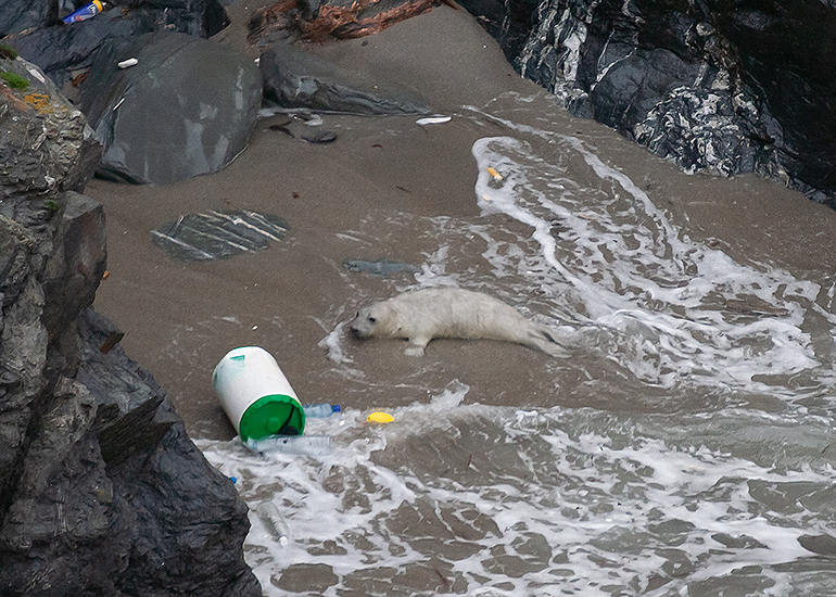 Pollution in our Seas