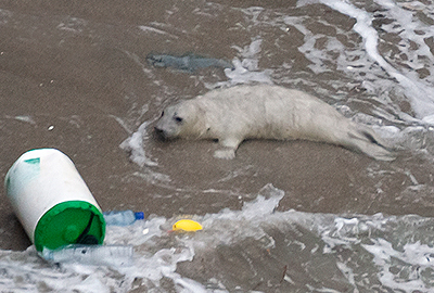 Plastic Bottles left on Beaches