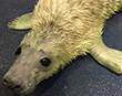 Platypus