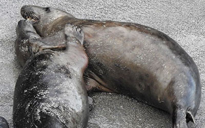 Platypus - photo taken by Sue Sayer of the Cornwall Seal Group Rsearch Trust