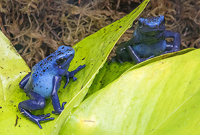 Blue Poison Dart Frog