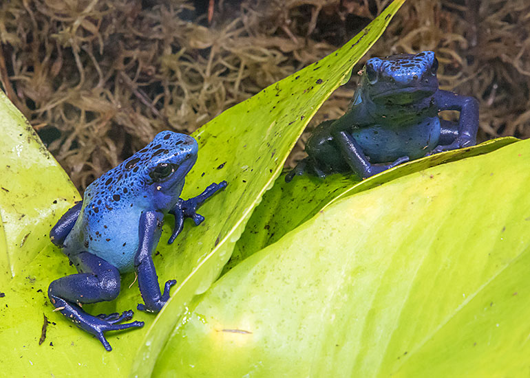 Blue Poison Fart Frog also known as a Blue Poison Arrow Frog