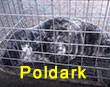 Poldark, a rescued grey seal pup from the 2017/18 season