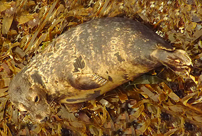 Pollux photo taken by Sue Sayer