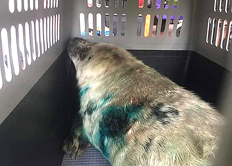 Polurrian, rescued seal pup - Photo Credit: Ado Shorland - BDMLR