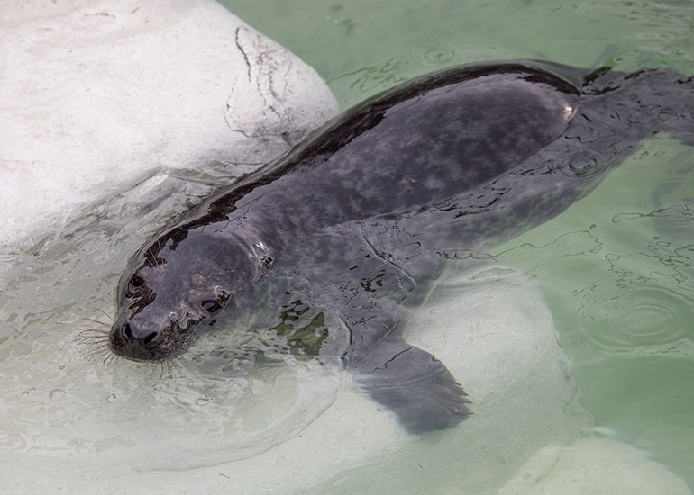 Polurrian, rescued seal pup
