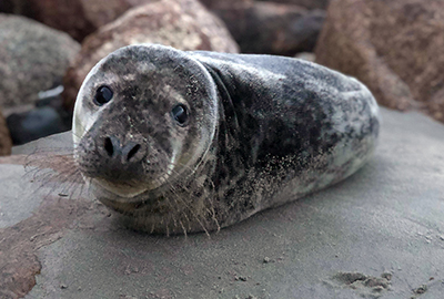 Pong - Photo credit - Ireland Seal Rescue Centre