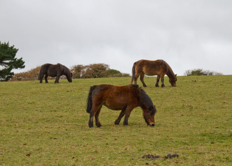 Ponies