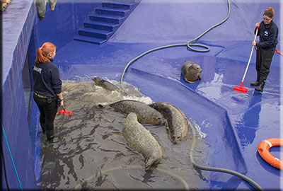 Outdoor seal pool
