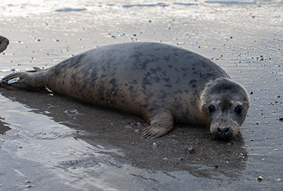Seal Release - 3rd April 2023