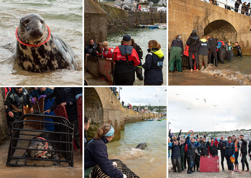 Cornish seal swims free after rescue from life-threatening frisbee entanglement