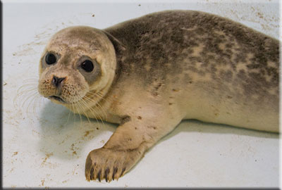 Hunstanton SEA LIFE Sanctuary