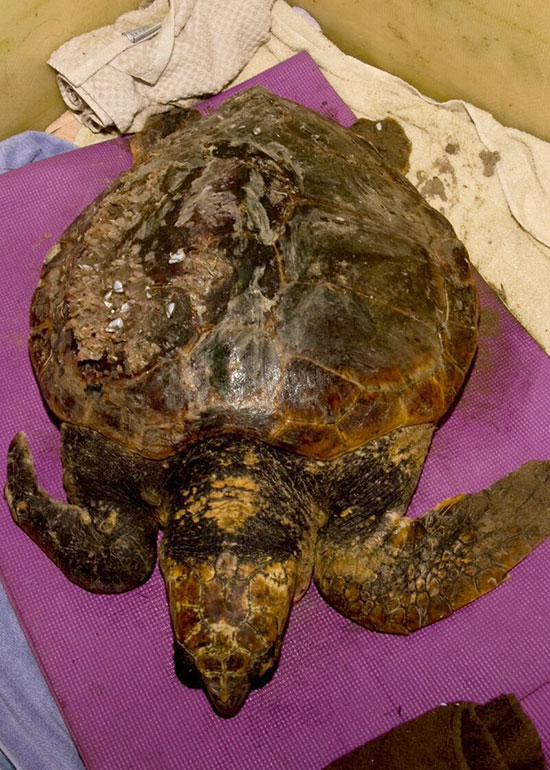 Battle To Save Stranded Sea Turtle