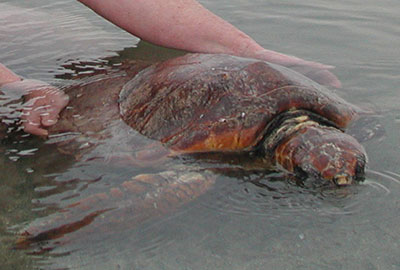 Turtle named Skye was rescued in July 2006