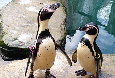 Penguins