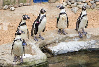 Penguins