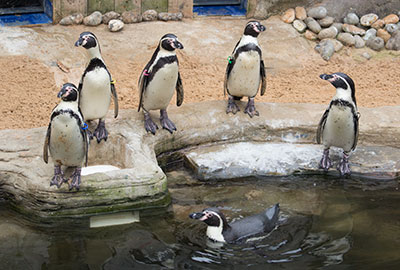 Penguins