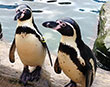 Penguin love story to rival Monty's