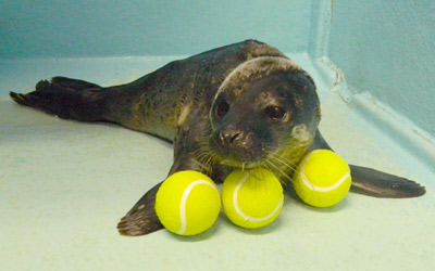 Andy Murray